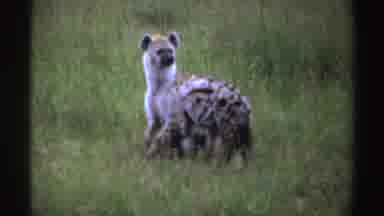 Nigeria (1969): Pair Of Hyena Cubs Playing In Green Grass On A Clear Day