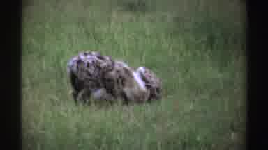 Nigeria (1969): Couple Of Hyenas In The Bush In Their Natural Habitat