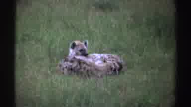 Nigeria (1969): Green Grass Land Two Adult Fox Looking Cute One Single