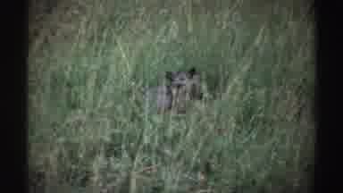 Nigeria (1969): Wind Blowing Tall Grass That Hides The Coyote From Prey