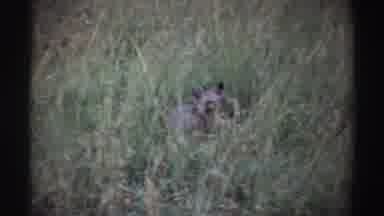 Nigeria (1969): In Focus â A Hyena On A Grass