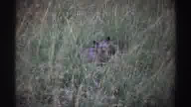 Nigeria (1969): Panda Wild Free Lying Prairie Grounds Looking Moving Grass In Land