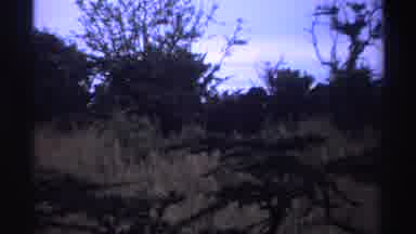 Nigeria (1969): View Of Hyena Relaxing In Tall Grass On A Clear Day