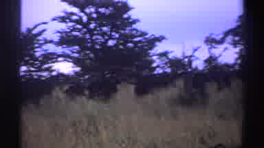 Nigeria (1969): Panoramic View Of Forest With Lots Of Undergrowth And Trees In The