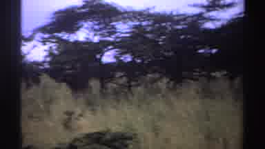 Nigeria (1969): Pan Of Overgrown Yellow Brush And Trees Very Dry Overcast And Grey