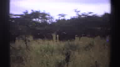 Nigeria (1969): Lion Camouflaged In The Woods Peeking At Other Animals Under Trees