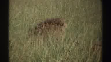 Nigeria (1969): Lion In The Woods Camouflaged Lurking For Some Animal