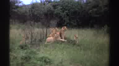 Nigeria (1969): Beautiful Lions Resting On The Grass