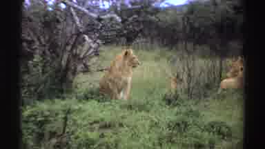 Nigeria (1969): Lioness Sitting In Green Grass Looks At Cubs On A Clear Day