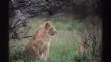 Nigeria (1969): Lion Family Laying In Their Habitat Watching Out For Each Other