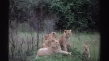 Nigeria (1969): Group Of Lion Cubs On Grassy Mound With Trees And Shrubs In