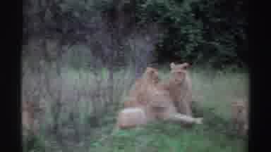 Nigeria (1969): Herd Of Lions In The Jungle Apparently Hungry Pimp In Hunting