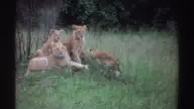 Nigeria (1969): A Pride Of Lions Sitting In Tall Grass And Watching The Camera