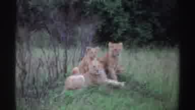 Nigeria (1969): Lion Family Watching