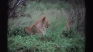 Nigeria (1969): Scenes Of Lions In Tall Grassy Area Cubs Grouped Together On