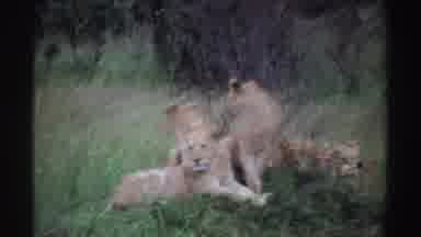 Nigeria (1969): Lions And Lioness Feeling Well-Rested On The rass