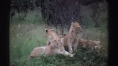 Nigeria (1969): Great Image Of Wildlife A Lion Family Taking A Rest In Their