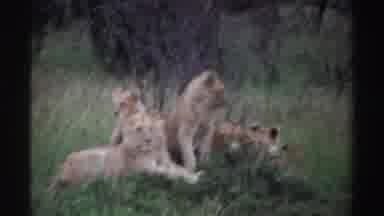 Nigeria (1969): Group Of Lion Cubs Gather Together In Grassy Area Trees And Shrubs