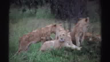 Nigeria (1969): Two Views Of Lion Cubs In Grassy Area A Volkswagen Van Drives Into