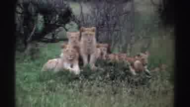 Nigeria (1969): Two Lionesses With Four Lion Cubs Look Up From Their Relaxation To