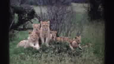Nigeria (1969): Pride Of Lions Basking In The Grass