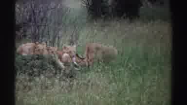 Nigeria (1969): Lion Pride Resting In The Jungle While Being Filmed By TV Camera