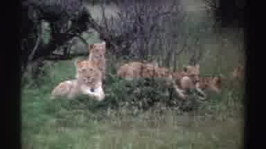 Nigeria (1969): A Group Of Lions Just Chilling And Relaxing In The Beautiful