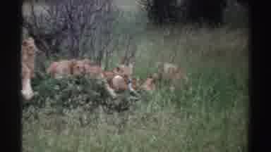 Nigeria (1969): Lioness And Cubs Resting In Tall Grass On A Clear Day