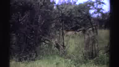 Nigeria (1969): A Lion Walking Among Branches Grass Grass And Big Green Trees