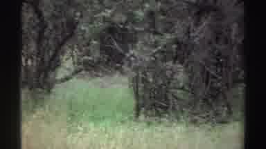Nigeria (1969): Footage Of Green Grass Gold Grass Trees And Shrubs On Sunny Day
