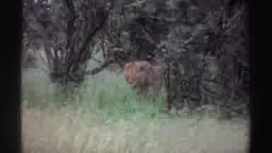 Nigeria (1969): Lion Walking In The Bush Coming Out From Behind The Trees In Their