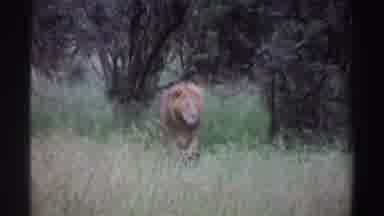 Nigeria (1969): Lion Wild Animal And Predator Walking On The Forest With Many