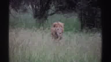 Nigeria (1969): Lion In The Grass Watching The Distance As He Walks Forward