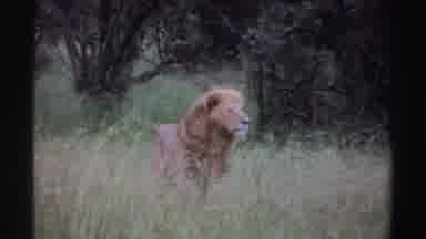 Nigeria (1969): An Outdoor Home Movie Depicting A Lion In The Wild On A Sunny Day