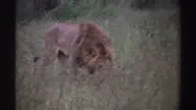 Nigeria (1969): A Lion Wandering Through The Field On A Mission Feeling Hung