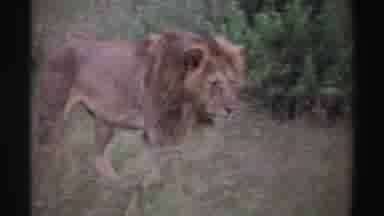 Nigeria (1969): A Wonderful Lion Walking Calmly Through The Woods