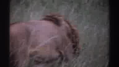Nigeria (1969): View Of Lion Walking Through Tall Grass On A Clear Day