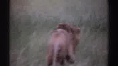 Nigeria (1969): Male Lion Walks Away From Camera Through Tall Grass Lion Cubs