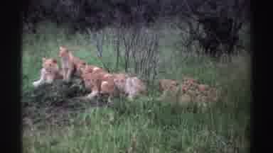 Nigeria (1969): Group Of Lion Cubs In Tall Grassy Area With Shrubs In Distance
