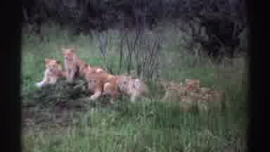 Nigeria (1969): Group Of Lion Cubs Sitting Together And Scene Of Male Lion Walking