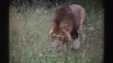 Nigeria (1969): Male Lion Walks Through Tall Grass Towards Camera Then Off To The