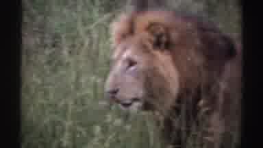 Nigeria (1969): Lion On The Prowl