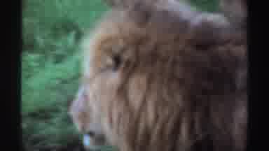 Nigeria (1969): A Lion Walking Very Calmly Past A Wooded Area And Staring Into The