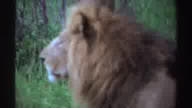 Nigeria (1969): Lion Cubs Play With Their Father In The Forest