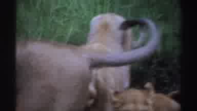 Nigeria (1969): Adult Wild Animals And Young In The Bush In Their Natural Habitat