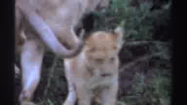 Nigeria (1969): Lion Cubs Resting In Green Field On A Clear Day