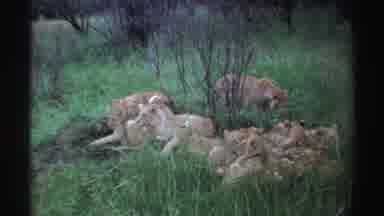 Nigeria (1969): Pride Of Lions Resting In Green Grass