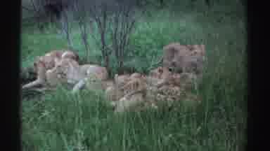 Nigeria (1969): Beautiful Lionesses Feeling Lazy On A Warm Sunny Day