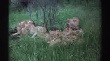 Nigeria (1969): Group Of Lion Cubs Snuggling Together In Tall Grassy Area Shrubs