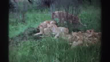 Nigeria (1969): Female Lions Protecting Their Cubs